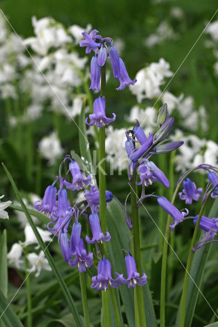 Spanish Bluebells (Hyacinthoides hispanica)