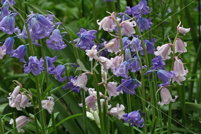 Spanish Bluebells (Hyacinthoides hispanica)