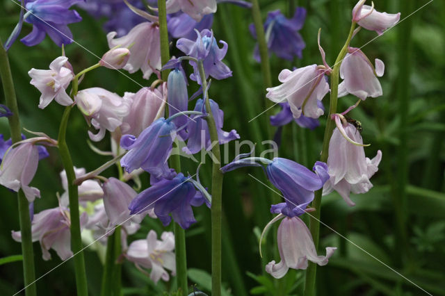 Spanish Bluebells (Hyacinthoides hispanica)