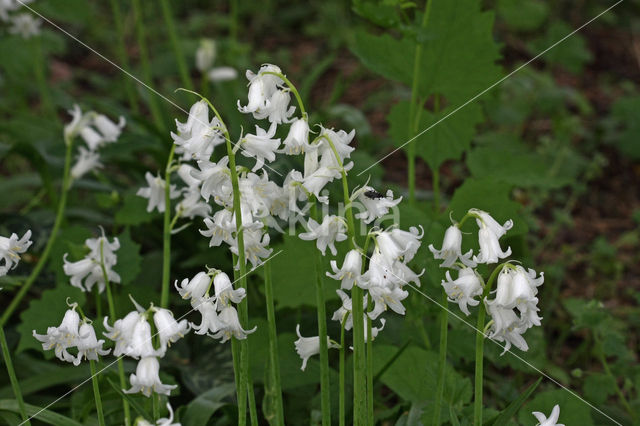 Spanish Bluebells (Hyacinthoides hispanica)