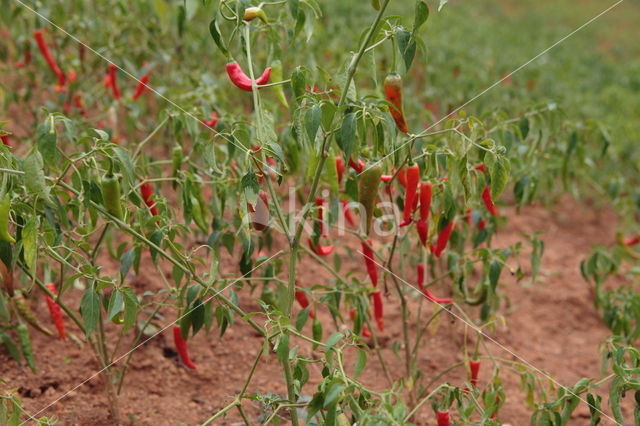 Spaanse peper (Capsicum annuum)