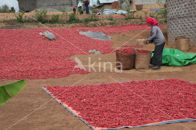 Spaanse peper (Capsicum annuum)