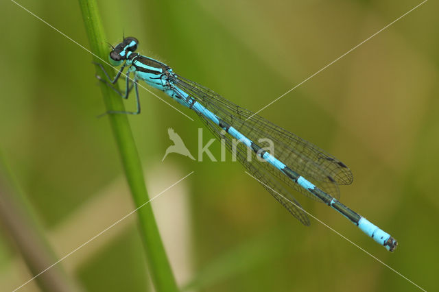 Speerwaterjuffer (Coenagrion hastulatum)