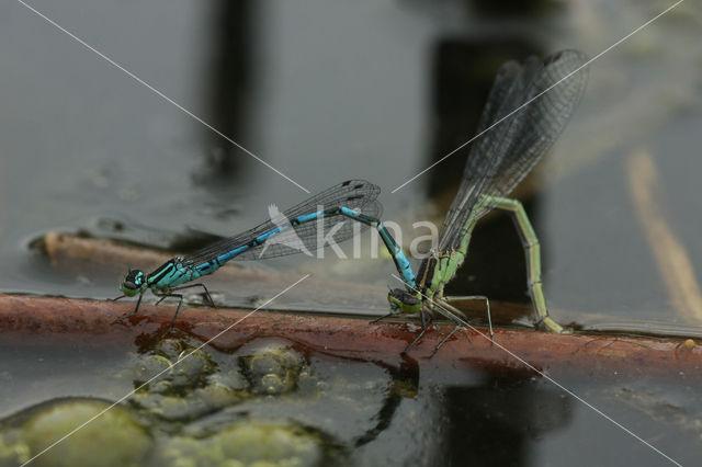 Northern Damselfly (Coenagrion hastulatum)