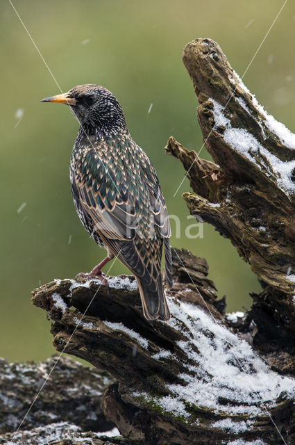 European Starling (Sturnus vulgaris)