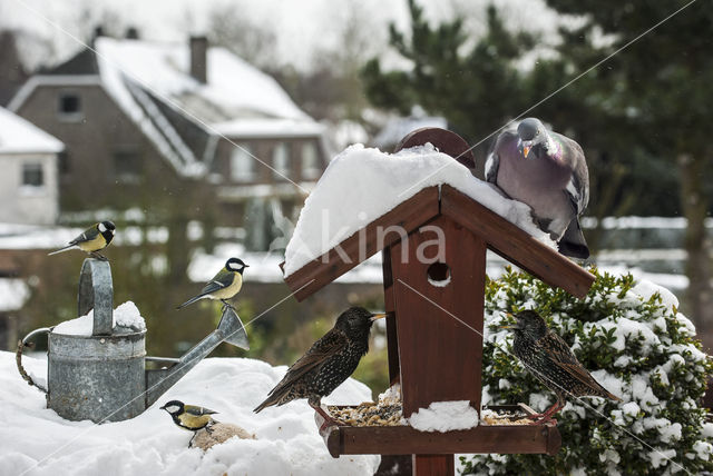 European Starling (Sturnus vulgaris)