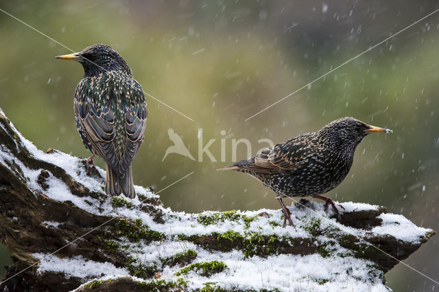 European Starling (Sturnus vulgaris)
