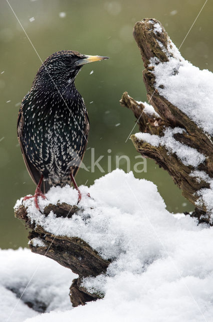 Spreeuw (Sturnus vulgaris)