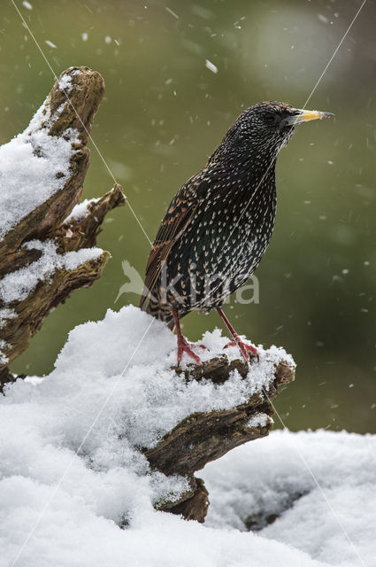 European Starling (Sturnus vulgaris)