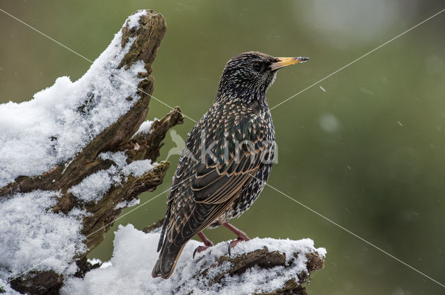 Spreeuw (Sturnus vulgaris)