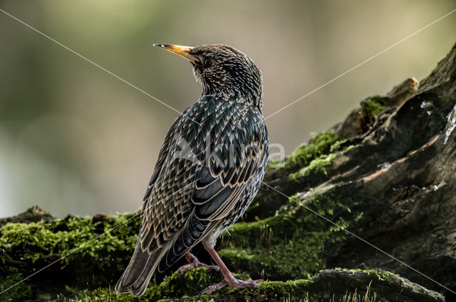 Spreeuw (Sturnus vulgaris)
