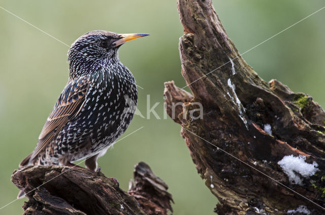Spreeuw (Sturnus vulgaris)