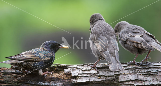 European Starling (Sturnus vulgaris)