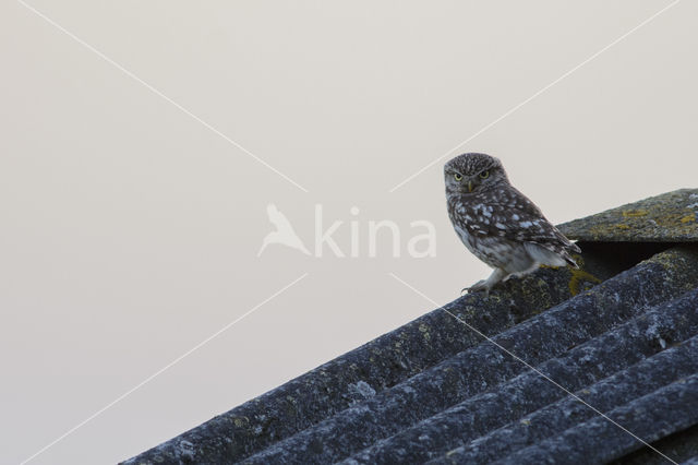 Little Owl (Athene noctua)