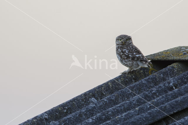 Little Owl (Athene noctua)