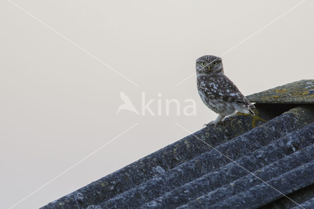 Little Owl (Athene noctua)