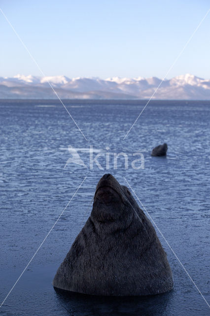 Steller's Sea lion (Eumetopias jubatus)