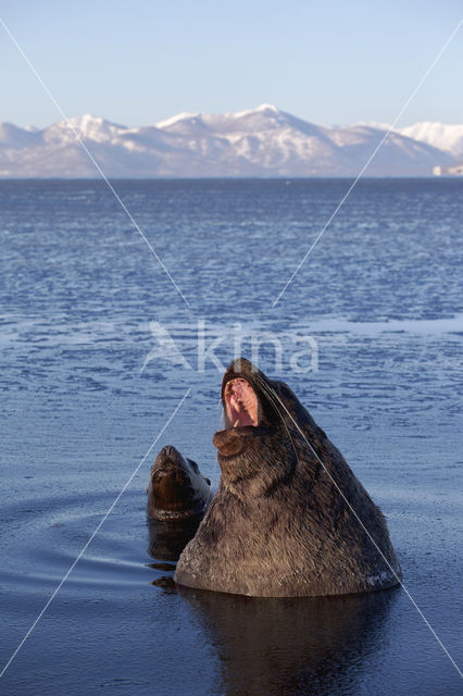 Steller zeeleeuw (Eumetopias jubatus)