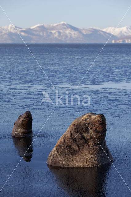 Steller's Sea lion (Eumetopias jubatus)