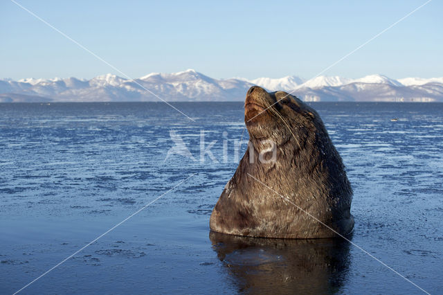 Steller's Sea lion (Eumetopias jubatus)