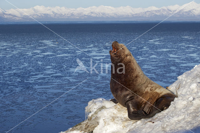 Steller's Sea lion (Eumetopias jubatus)