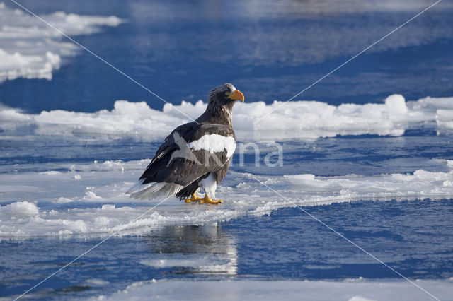 Steller's sea eagle (Haliaeetus pelagicus)