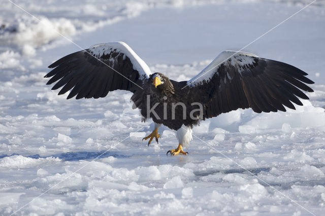 Steller's sea eagle (Haliaeetus pelagicus)