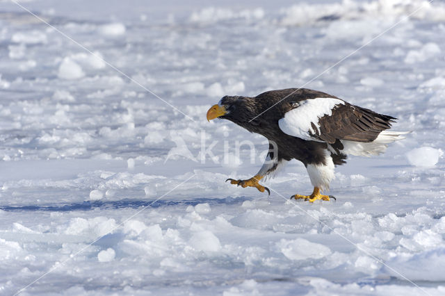 Steller's sea eagle (Haliaeetus pelagicus)