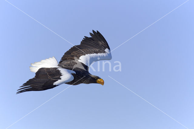 Steller's sea eagle (Haliaeetus pelagicus)