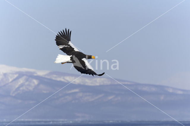 Steller's sea eagle (Haliaeetus pelagicus)