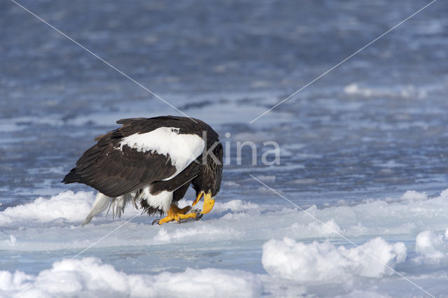 Steller's sea eagle (Haliaeetus pelagicus)