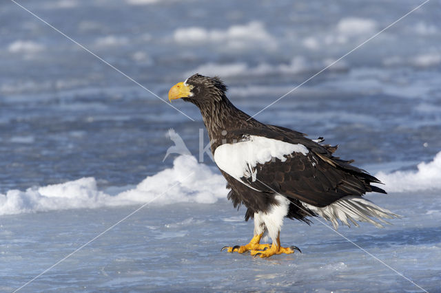 Steller's sea eagle (Haliaeetus pelagicus)