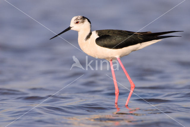 Steltkluut (Himantopus himantopus)