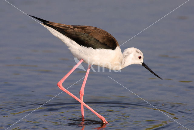 Steltkluut (Himantopus himantopus)