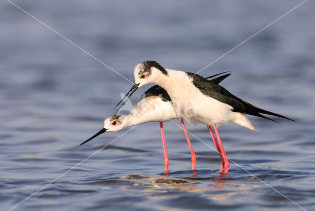 Steltkluut (Himantopus himantopus)