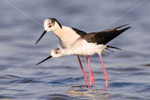 Steltkluut (Himantopus himantopus)