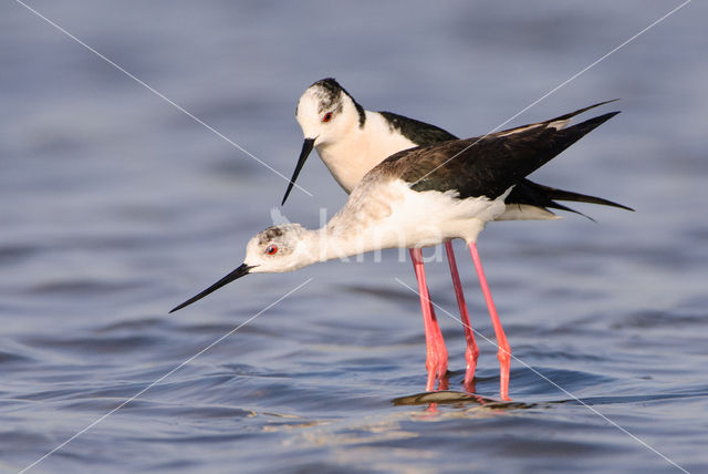 Steltkluut (Himantopus himantopus)