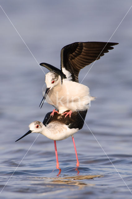 Steltkluut (Himantopus himantopus)