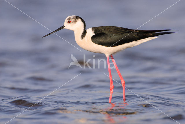 Steltkluut (Himantopus himantopus)