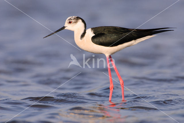 Steltkluut (Himantopus himantopus)