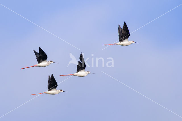 Black-winged Stilt (Himantopus himantopus)