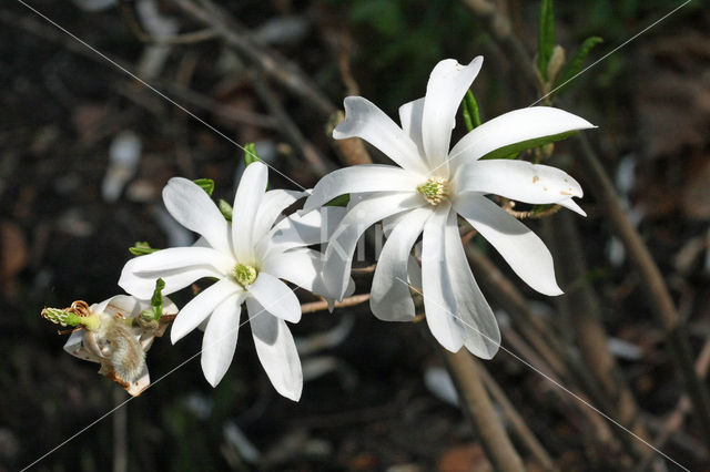 Stermagnolia (Magnolia stellata)