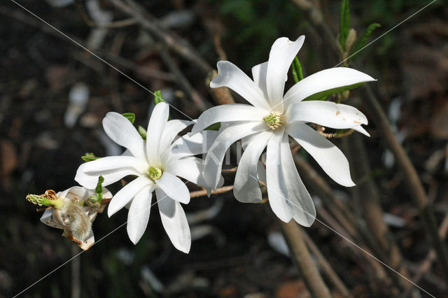 star magnolia (Magnolia stellata)