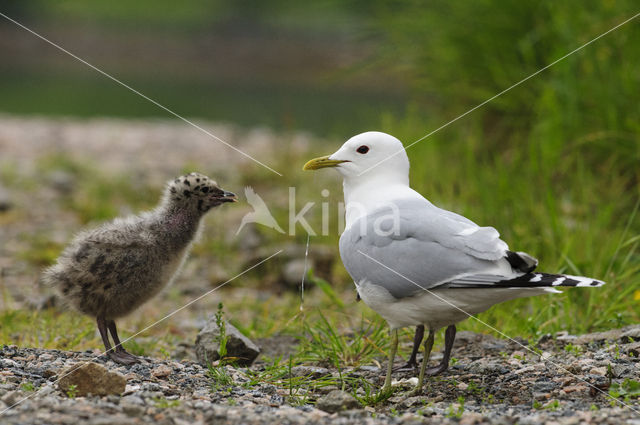 Stormmeeuw (Larus canus)