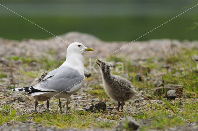 Stormmeeuw (Larus canus)