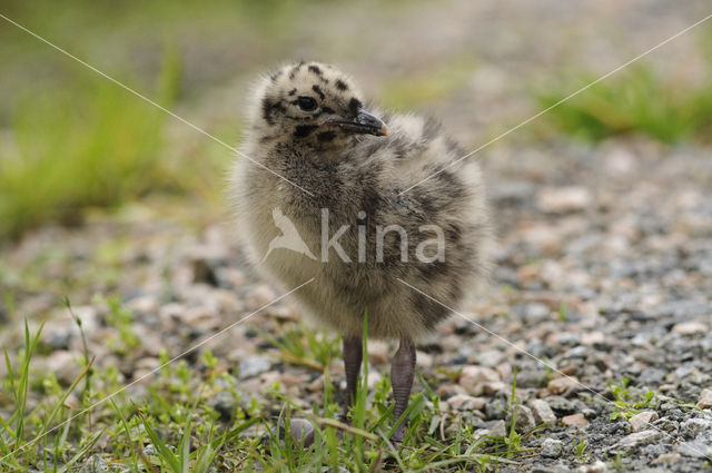 Mew Gull (Larus canus)