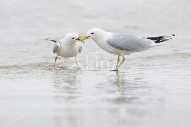 Stormmeeuw (Larus canus)