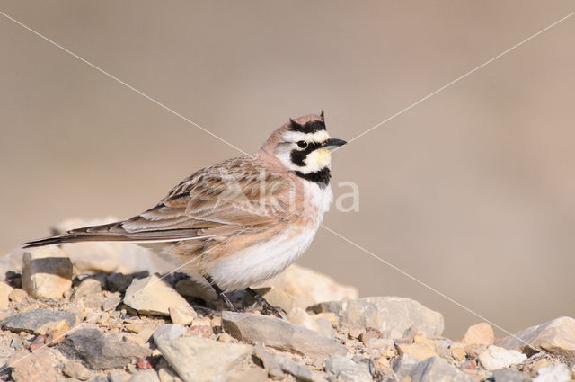 Strandleeuwerik (Eremophila alpestris  )