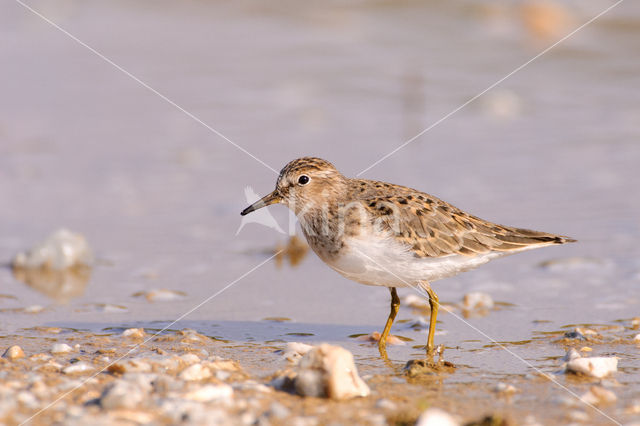 Temminck's Stint (Calidris temminckii)