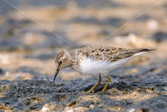 Temmincks Strandloper (Calidris temminckii)